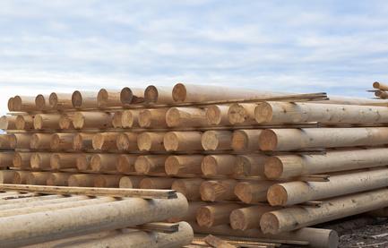 Виды древесины и их применение в строительстве дома